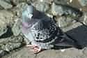 Image Ref: 01-37-8 - Pigeon
