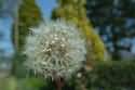 Image Ref: 12-39-3 - Dandelion