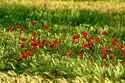 Image Ref: 15-35-10 - Poppies