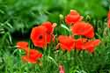 Image Ref: 15-35-7 - Poppies