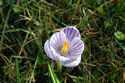 Image Ref: 12-32-7 - Crocuses