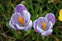 Image Ref: 12-32-9 - Crocuses