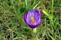 Image Ref: 12-32-10 - Crocuses