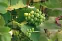 Image Ref: 09-08-12 - Fruit - Grapes
