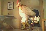 Subservient Chicken^Burger King