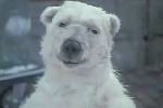 シロクマ/白元 ゆたぽん