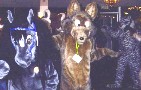 CF10_fur_Dance