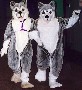 Twin Huskies