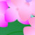 紫陽花
