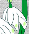すずらん水仙１